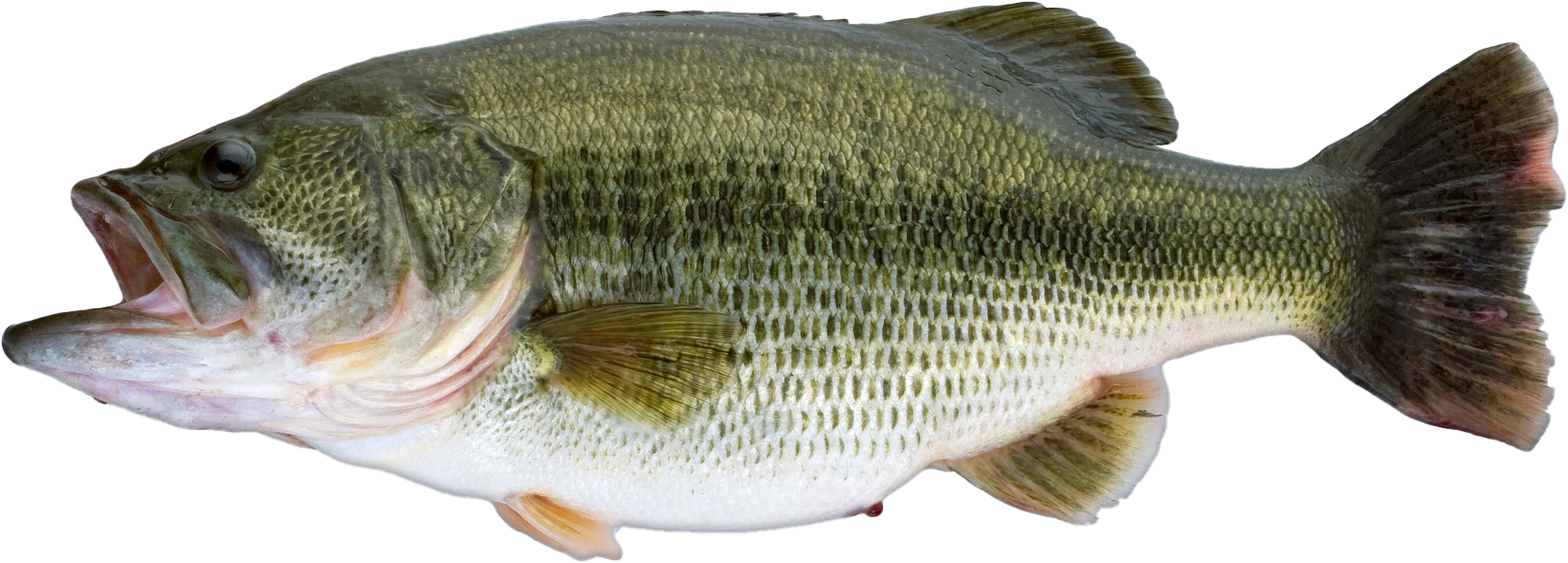 largemouth bass